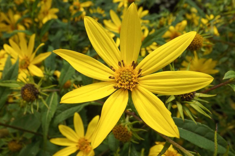 Helianthus divaricatus, Woodland Sunflower, Rough Sunflower, Helianthus divaricatus var. angustifolius, Yellow Flowers, Yellow Perennials