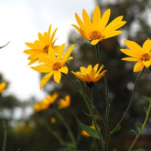 Helianthus grosseserratus, Sawtooth Sunflower, Helianthus instabilis, Yellow Flowers, Yellow Perennials