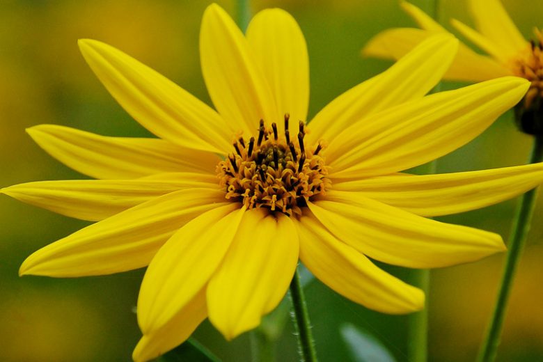 Helianthus pauciflorus, Stiff Sunflower, Prairie Sunflower, Perennial Sunflower, Perennial Helianthus, Yellow Flowers, Yellow Perennials