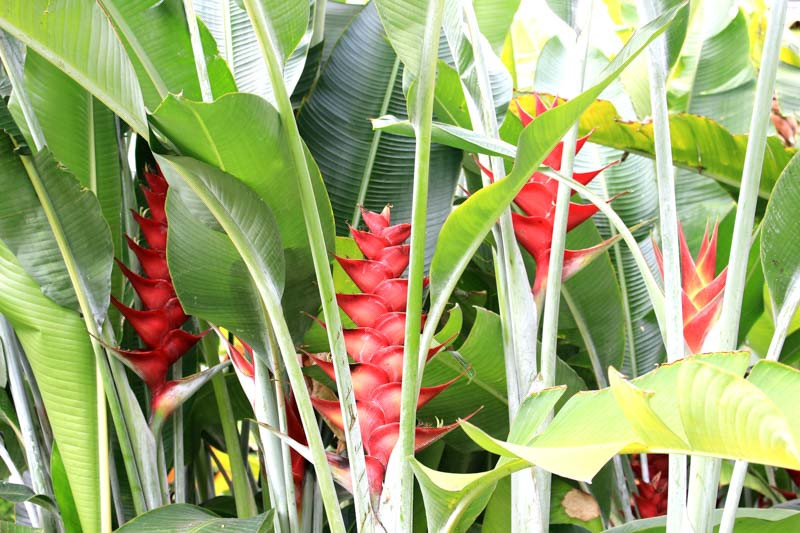 heliconia caribaea。アガベ　ホリダ　大株 Heliconia caribaea (Wild Plantain)