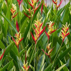 Heliconia psittacorum, Parrot Heliconia, Parrot's Beak, Parrot's Flower, Parrot's Plantain, Parakeet Flower, False Bird-of-Paradise, Golden Torch, Japanese Canna, Exotic Flowers, Red Flowers, Yellow Flowers