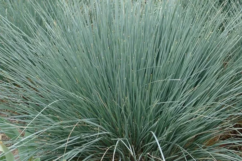 Helictotrichon Sempervirens, Blue Oat Grass, Drought tolerant plant, Ornamental grass , Low maintenance ornamental grass