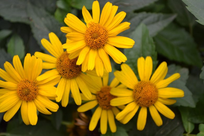 Heliopsis Helianthoides, Smooth Oxeye, Oxeye Sunflower, False Sunflower, Yellow Flowers