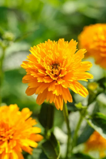 Heliopsis Helianthoides 'Asahi', False Sunflower 'Asahi', Sunflower Heliopsis  'Asahi', Oxeye Sunflower  'Asahi', Heliopsis Asahi