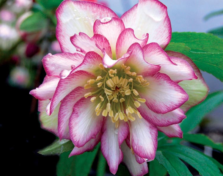 Helleborus Winter Jewels 'Rose Quartz' (Hellebore)