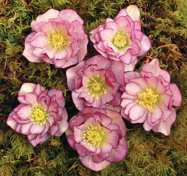 Helleborus Winter Jewels 'Peppermint Ice' (Hellebores)