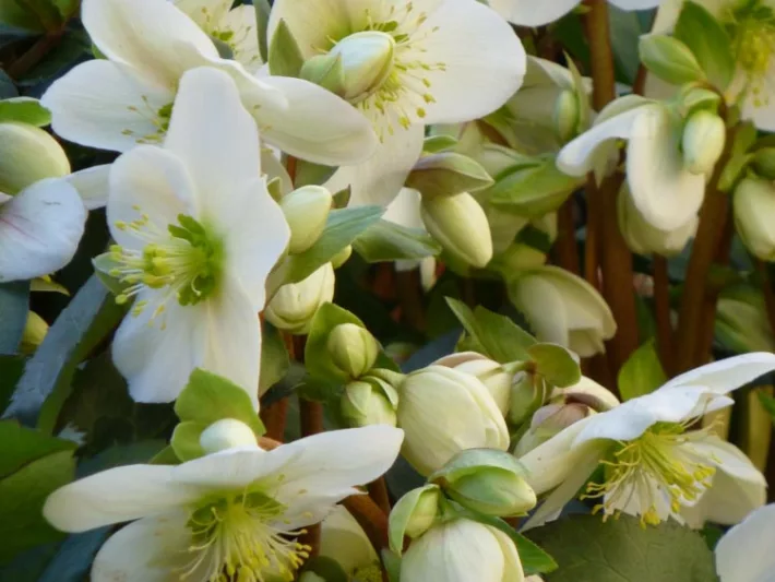 Helleborus x Ballardiae 'Candy Love',Hellebore Candy Love, Lenten Rose Candy Love, Hellebore Candy Love, White Hellebore, Shade Perennial, Winter Flowers