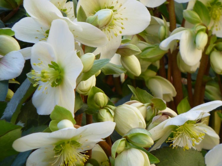 Helleborus x ballardiae 'Candy Love' (Hellebore)
