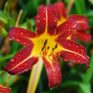 Hemerocallis 'Autumn Red', Daylily 'Autumn Red', Day Lily 'Autumn Red', 'Autumn Red' Daylily, daylilies, Daylily, Day Lilies, Red flowers, Orange day lily, Orange Daylily, Hemerocallidaceae, perennial, plant