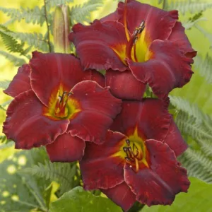 Hemerocallis Bama Bound, Daylily Bama Bound, Day Lily Bama Bound, Bama Bound Daylily, Midseason Daylily, Red daylilies, Red Daylily, Red flowers, Red Hemerocallis