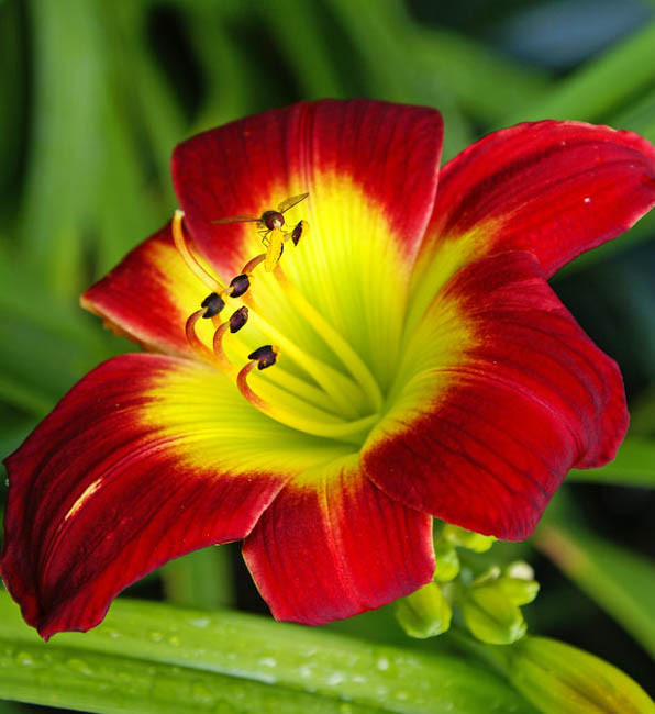 Hemerocallis 'Christmas Is' (Reblooming Daylily)