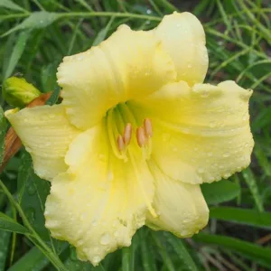 Hemerocallis Fragrant Returns, Daylily Fragrant Returns, Day Lily Fragrant Returns, Fragrant Returns Daylily,  yellow daylilies, yellow Daylily, Day Lilies, yellow flowers, yellow Hemerocallis