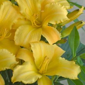 Hemerocallis 'Mary Todd', Daylily 'Mary Todd', Day Lily 'Mary Todd', 'Mary Todd Daylily, daylilies, Daylily, Day Lilies, yellow flowers, yellow day lily, yellow Daylily, Hemerocallidace