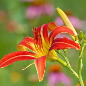 Hemerocallis Ming Toy, Daylily Ming Toy, Day Lily Ming Toy, Ming Toy Daylily, Reblooming Daylily, daylilies, Daylily, Day Lilies, Red flowers, Red day lily, Red Daylily, Red hemerocallis