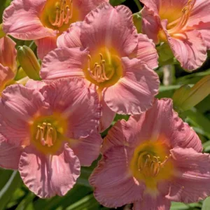 Hemerocallis My Melinda, Daylily My Melinda, Day Lily My Melinda, My Melinda Daylily, Midseason Daylily, Pink daylilies, Pink Daylily, Day Lilies, Pink flowers, Pink Hemerocallis
