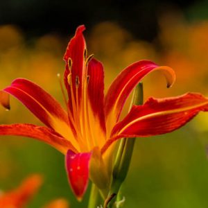 Hemerocallis Nona's Garnet Spider, Daylily Nona's Garnet Spider, Day Lily Nona's Garnet Spider, Nona's Garnet Spider Daylily, daylilies, Day Lilies, Spider Daylilies, Spider Daylily, Red day lily, Red Daylily, Red Hemerocallis