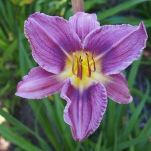 Hemerocallis Prairie Blue Eyes, Daylily Prairie Blue Eyes, Day Lily Prairie Blue Eyes, Prairie Blue Eyes Daylily, Midseason Daylily, Lavender daylilies, Lavender Daylily, Lavender flowers, Lavender Hemerocallis