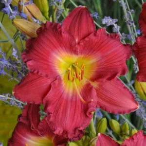 Hemerocallis 'Romantic Returns', Daylily 'Romantic Returns', Day Lily 'Romantic Returns', 'Strawberry Candy Daylily, Reblooming Daylily, daylilies, Daylily, Day Lilies, pink flowers, pink day lily, pink Daylily, Hemerocallidace
