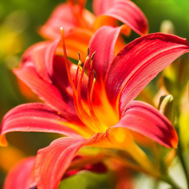 Hemerocallis 'Spider Man' (Reblooming Daylily)