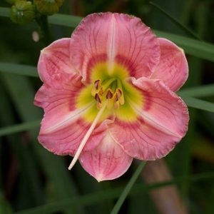 Hemerocallis 'Wineberry Candy', Daylily 'Wineberry Candy', Day Lily 'Wineberry Candy', 'Wineberry Candy' Daylily, Early Midseason Daylily, Pink daylilies, Pink Daylily, Day Lilies, Pink flowers, Pink Hemerocallis