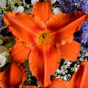 Hemerocallis Alabama Jubilee, Daylily Alabama Jubilee, Day Lily Alabama Jubilee, Alabama Jubilee Daylily, daylilies, Daylily, Day Lilies, Red flowers, Red day lily, Red Daylily, Midseason Daylilies