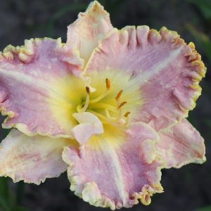 Hemerocallis Bestseller, Daylily Bestseller, Day Lily Bestseller, Bestseller Daylily, daylilies, Daylily, Day Lilies, Lavender flowers, Lavender day lily, Lavender Daylily, Midseason Daylilies, Semi-evergreen Daylilies