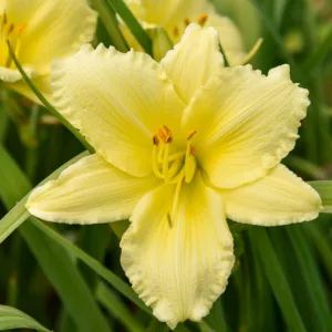 Hemerocallis Big Time Happy, Daylily Big Time Happy, Day Lily Big Time Happy, Big Time Happy Daylily, daylilies, Daylily, Day Lilies, Yellow flowers, Yellow day lily, Yellow Daylily, Early Season Daylilies, Reblooming Daylilies