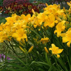 Hemerocallis Buttered Popcorn, Daylily Buttered Popcorn, Day Lily Buttered Popcorn, Buttered Popcorn Daylily, daylilies, Daylily, Day Lilies, Yellow flowers, Yellow day lily, Yellow Daylily, Midseason Daylilies