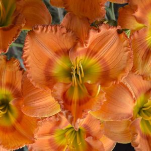 Hemerocallis Centerton One, Daylily Centerton One, Day Lily Centerton One, Centerton One Daylily, daylilies, Daylily, Day Lilies, Orange flowers, Orange day lily, Orange Daylily, Early Season Daylilies, Reblooming Daylilies