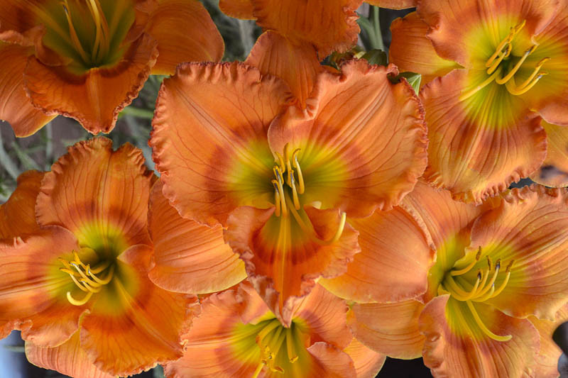 Hemerocallis 'Centerton One' (Reblooming Daylily)