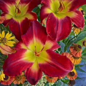 Hemerocallis Cherokee Star, Daylily Cherokee Star, Day Lily Cherokee Star, Cherokee Star Daylily, daylilies, Daylily, Day Lilies, Red flowers, Red day lily, Red Daylily, Midseason Daylilies