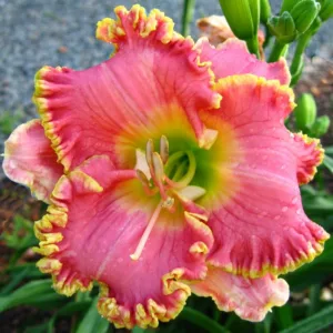 Hemerocallis Diva's Choice, Daylily Diva's Choice, Day Lily Diva's Choice, Diva's Choice Daylily, daylilies, Daylily, Day Lilies, Pink flowers, Pink day lily, Pink Daylily, Midseason Daylilies, Reblooming Daylilies