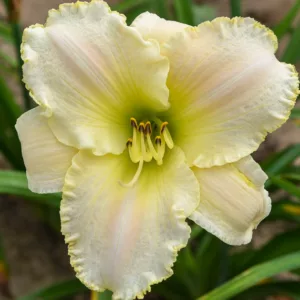 Hemerocallis Early Snow, Daylily Early Snow, Day Lily Early Snow, Early Snow Daylily, daylilies, Daylily, Day Lilies, White flowers, White day lily, White Daylily, Early Season Daylilies, Reblooming Daylilies