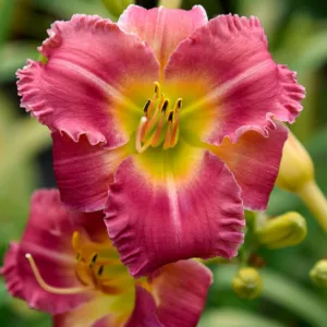 Hemerocallis Endless Heart, Daylily Endless Heart, Day Lily Endless Heart, Endless Heart Daylily, daylilies, Daylily, Day Lilies, Pink flowers, Pink day lily, Pink Daylily, Early Season Daylilies, Reblooming Daylilies