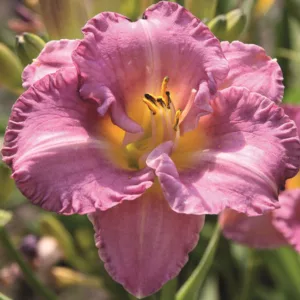 Hemerocallis Entrapment, Daylily Entrapment, Day Lily Entrapment, Entrapment Daylily, daylilies, Daylily, Day Lilies, Lavender flowers, Lavender day lily, Lavender Daylily, Midseason Daylilies, Semi-evergreen Daylilies, Reblooming Daylilies