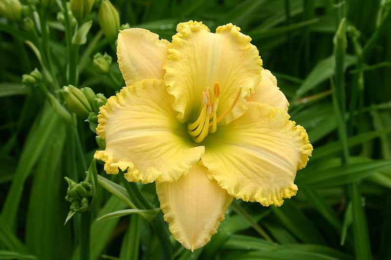 Hemerocallis 'Ferengi Gold' (Daylily)
