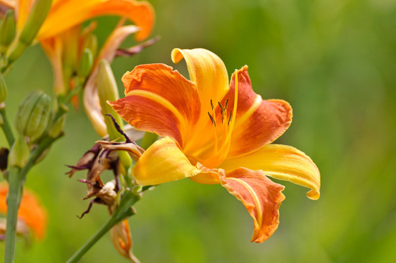Hemerocallis 'Frans Hals' (Daylily)