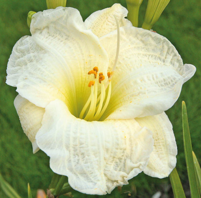 Hemerocallis 'Gentle Shepherd' (Daylily)