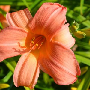Hemerocallis Hall's Pink, Daylily Hall's Pink, Day Lily Hall's Pink, Hall's Pink Daylily, daylilies, Daylily, Day Lilies, Pink flowers, Pink day lily, Pink Daylily, Midseason Daylilies