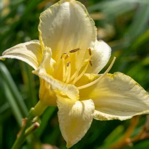Ice Carnival, Daylily Ice Carnival, Day Lily Ice Carnival, Ice Carnival Daylily, daylilies, Daylily, Day Lilies, White flowers, White day lily, White Daylily, Midseason Daylilies, Reblooming Daylilies