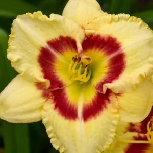 Hemerocallis Monterrey Jack, Daylily Monterrey Jack, Day Lily Monterrey Jack, Monterrey Jack Daylily, daylilies, Daylily, Day Lilies, Yellow flowers, Yellow day lily, Yellow Daylily, Early Season Daylilies