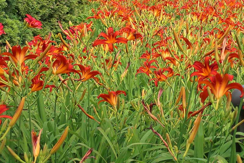 Hemerocallis 'Nashville Star' (Daylily)