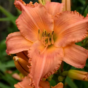 Hemerocallis New Tangerine Twist, Daylily New Tangerine Twist, Day Lily New Tangerine Twist, New Tangerine Twist Daylily, daylilies, Daylily, Day Lilies, Orange flowers, Orange day lily, Orange Daylily, Midseason Daylilies