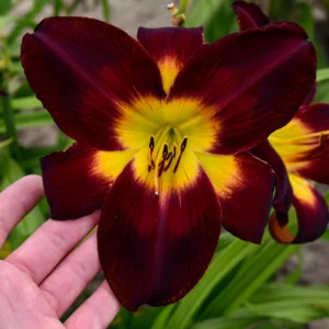 Hemerocallis Persian Ruby, Daylily Persian Ruby, Day Lily Persian Ruby, Persian Ruby Daylily, daylilies, Daylily, Day Lilies, Red flowers, Red day lily, Red Daylily, Midseason Daylilies