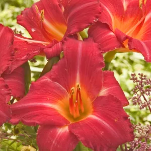 Hemerocallis Ruffled Ruby, Daylily Ruffled Ruby, Day Lily Ruffled Ruby, Ruffled Ruby Daylily, daylilies, Daylily, Day Lilies, Red flowers, Red day lily, Red Daylily, Early Season Daylilies