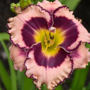 Hemerocallis Sound of My Heart, Daylily Sound of My Heart, Day Lily Sound of My Heart, Sound of My Heart Daylily, daylilies, Daylily, Day Lilies, Pink flowers, Pink day lily, Pink Daylily, Midseason Daylilies, Reblooming Daylilies