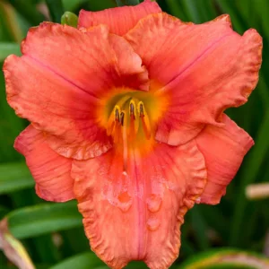 Hemerocallis South Seas, Daylily South Seas, Day Lily South Seas, South Seas Daylily, daylilies, Daylily, Day Lilies, Orange flowers, Orange day lily, Orange Daylily, Midseason Daylilies, Reblooming Daylilies