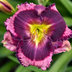 Hemerocallis Storm Shelter, Daylily Storm Shelter, Day Lily Storm Shelter, Storm Shelter Daylily, daylilies, Daylily, Day Lilies, Pink flowers, Pink day lily, Pink Daylily, Midseason Daylilies, Reblooming Daylilies