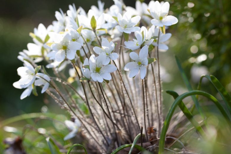 Hepatica acutiloba, Sharp-Lobed Liverleaf, Anemone acutiloba, White Flowers, Winter Flowers, Early Spring Flowers