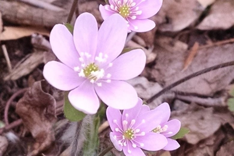 Hepatica americana, Roundleaf Liverleaf , Anemone americana, American Liverwort, Blue Anemone, White Flowers, Winter Flowers, Early Spring Flowers